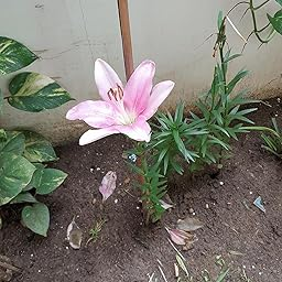 लिली का पौधा, lily plants leaves